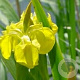 Iris pseudacorus GM P9