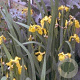 Iris pseudacorus GM P9