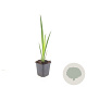 Iris pseudacorus GM P9