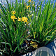 Iris pseudacorus GM P9