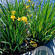 Iris pseudacorus GM P9