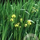 Iris pseudacorus GM P9
