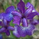 Iris sib. 'Blue saphire' GM P9
