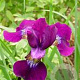 Iris sibirica 'Red Flair' GM P9