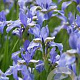Iris sib. 'Blue Moon' GM P9