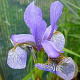 Iris sib. 'Sea Shadows' GM P9