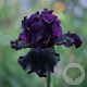 Iris (G) 'Superstition' GM P9