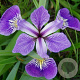 Iris versicolor GM P9