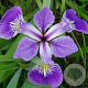 Iris versicolor GM P9