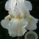 Iris (G) 'White Knight' GM P9