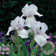 Iris (G) 'White Knight' GM P9