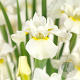 Iris (G) 'White Knight' GM P9