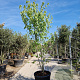Acer rubrum 'Franksred' 250-300 cm container meerstammig 3 stam