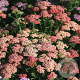 Achillea millefolium 'Apricot Delight' GM P9