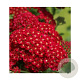 Achillea millefolium 'Desred' GM P9