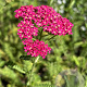 Achillea millefolium 'Excel' GM P9