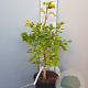Acer shirasawanum 'Aureum' 40-50 cm 6L