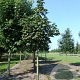 Aesculus hippocastanum 60-70 HO draadkluit 250 cm stam