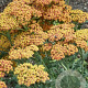 Achillea millefolium 'Safran' GM P9