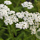 Achillea millefolium 'Schneetaler' GM P9