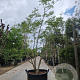 Albizia julibrissin 250-300 cm container meerstammig