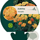 Achillea millefolium 'Terracotta' GM P9