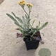 Achillea millefolium 'Terracotta' GM P9