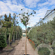 Albizia julibrissin 200 cm stam container 16-18 leiboom