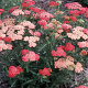 Achillea millefolium 'Tutti Frutti' GM P9