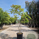 Albizia julibr. Ombrella 150-175 cm 15L