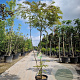 Albizia julibr. Ombrella 175-200 cm 15L