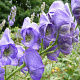 Aconitum carmichaelii 'Barker's Variety' GM P9