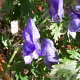 Aconitum carmichaelii 'Spatlese' GM P9
