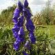 Aconitum henryi 'Spark' GM P9