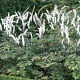 Actaea simplex 'Atropurpurea' GM P9