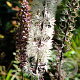 Actaea simplex 'James Compton' GM P9