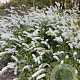 Actaea simplex 'White Pearl' GM P9
