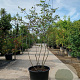 Amelanchier lamarckii 175-200 cm container struik Stam/twijgen