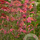 Agastache 'Painted Lady' GM P9