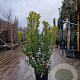 Arbutus unedo 125-150 cm 30L