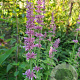 Agastache pringlei GM P9
