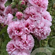 Alcea rosea 'Double Rose' GM P9