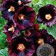 Alcea rosea 'Nigra' GM P9