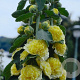 Alcea rosea 'Pleniflora' GM P9