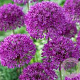 Allium aflatunense 'Purple Sensation' GM P9