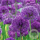 Allium aflatunense 'Purple Sensation' GM P9
