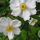 Anemone hybrida 'Andrea Atkinson' GM P9
