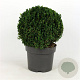 Buxus sempervirens 35 cm 7,5L bol