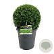 Buxus sempervirens 35 cm 7,5L bol
