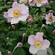 Anemone hybrida 'OuvertÃ¼re' GM P9